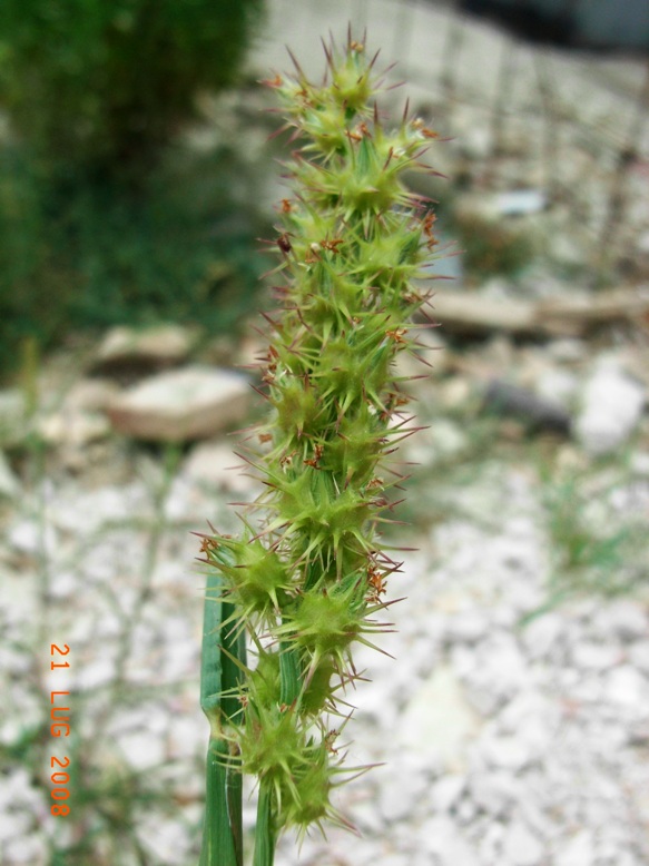 Cenchrus incertus /  Nappola delle spiagge